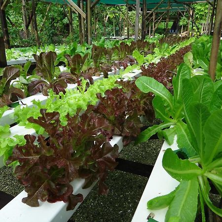 Aganoa Lodge Samoa Salelologa エクステリア 写真